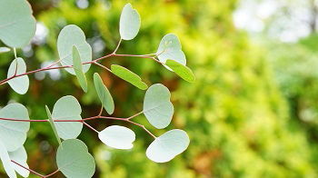 自然を楽しむ　自然カテゴリ