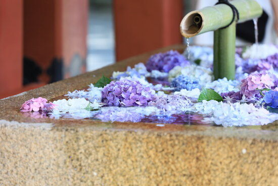 紫陽花　鶴岡八幡宮（photo by むうさん）