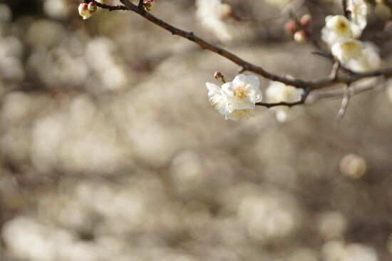 梅の花　（photo by むうさん）