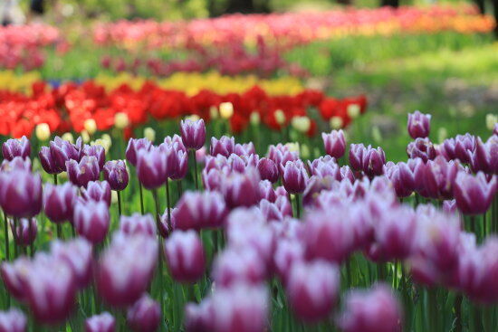 チューリップ （photo by むうさん）
