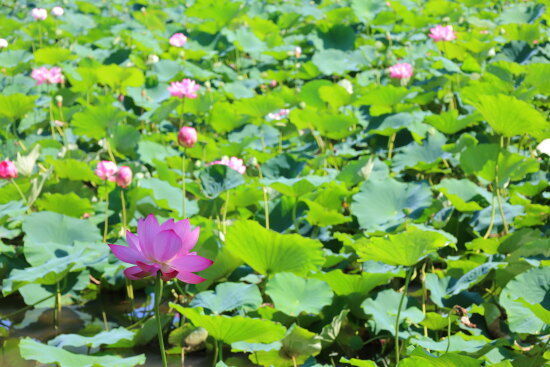 睡蓮（photo by むうさん）